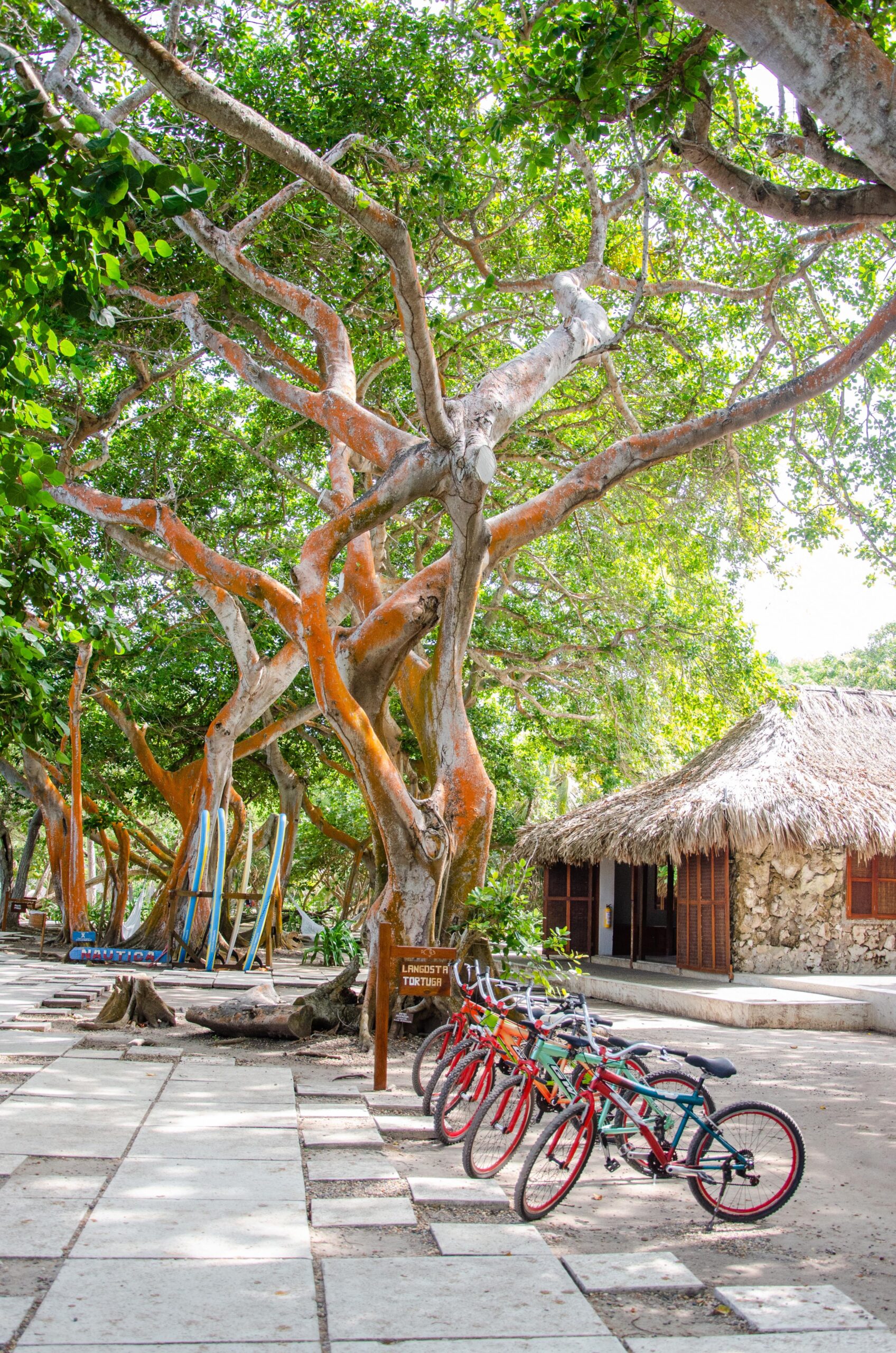 Paseo en bicicleta